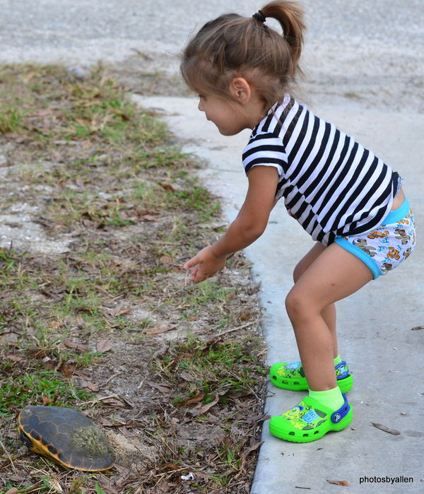 Turtle is digging a hole and niece is helping to f...