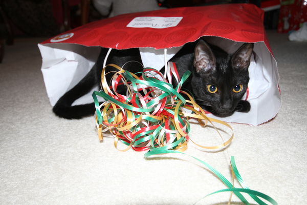 Daisy Mae--a Christmas Kitty...
