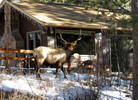 A Nosy Bull Elk Looking Through A Cabin Window up ...