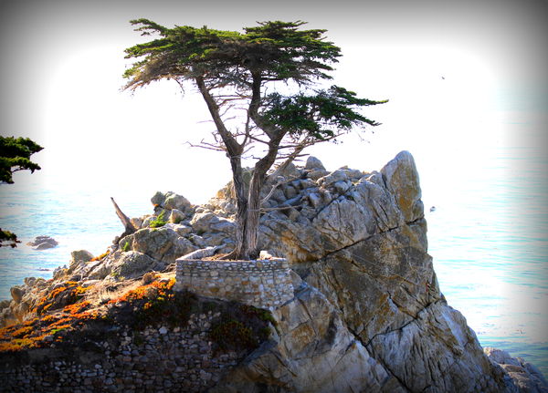 The lone cypress on 17 mile drive...