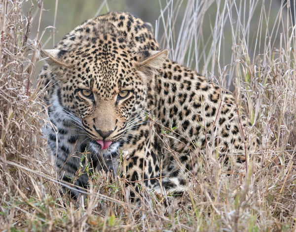 Leopard Stalking...