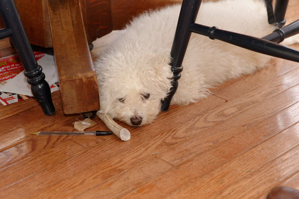 Anna, the Bichon Frise, with her chew antler from ...