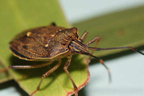 Gum Tree Shield bug: Also known as Stink bug. There are over 550 ...