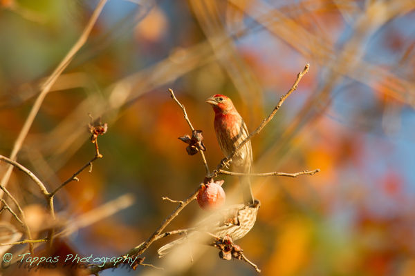 House Finch male and female...