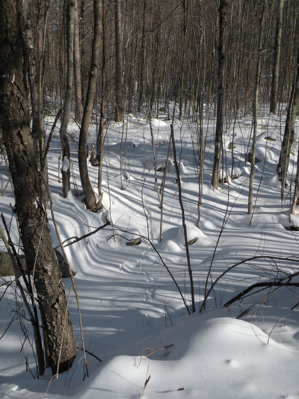 winter tracks of rabbit...