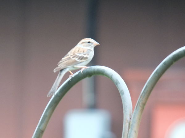 1 lone sparrow cropped in IPHOTO...