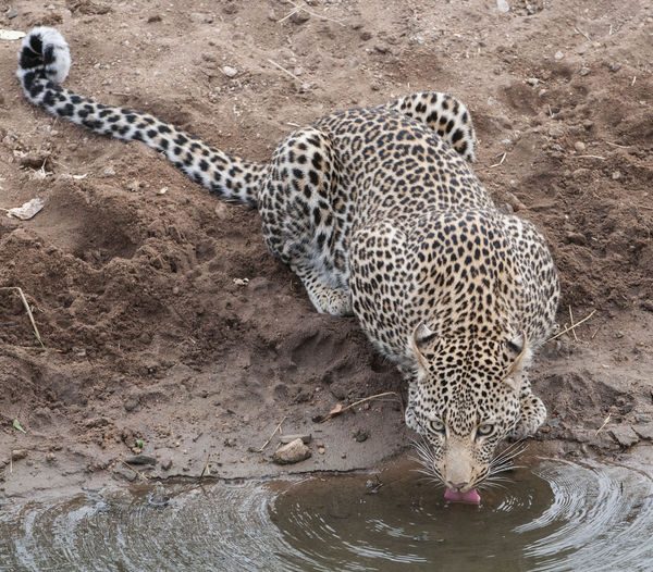 Leopard drinking...
