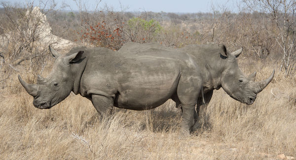 White Rhinos...