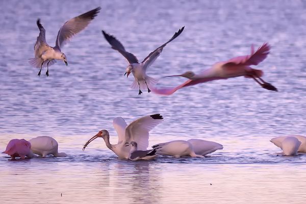 Roseate Spoonbill swooping in to join the fray...