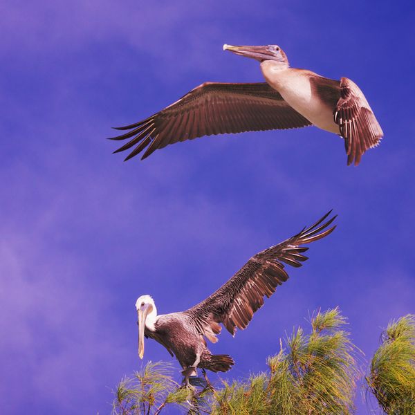 Treetop Pelicans...