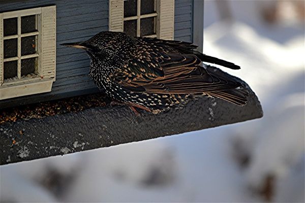 a Starling's winter plumage...
