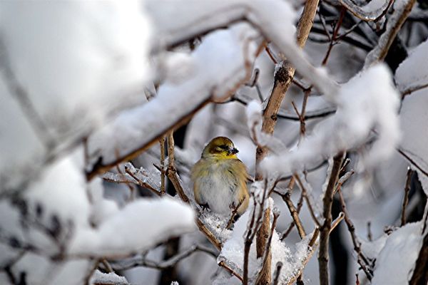 a snowy Goldfinch...