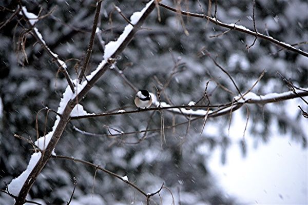 A chickadee during a storm...