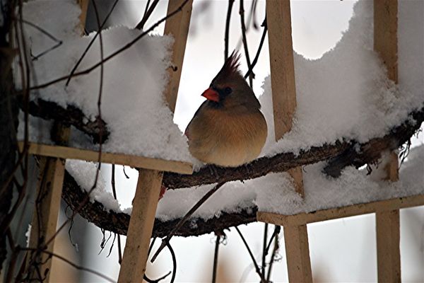 A snowy perch for a female Northern Cardinal...