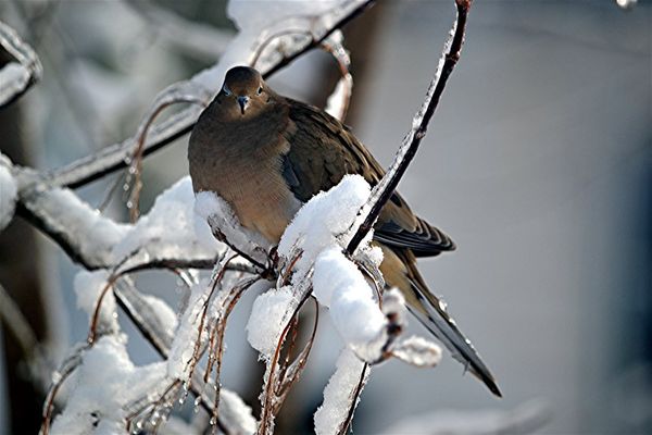 A Mourning Dove upon a snowy branch...