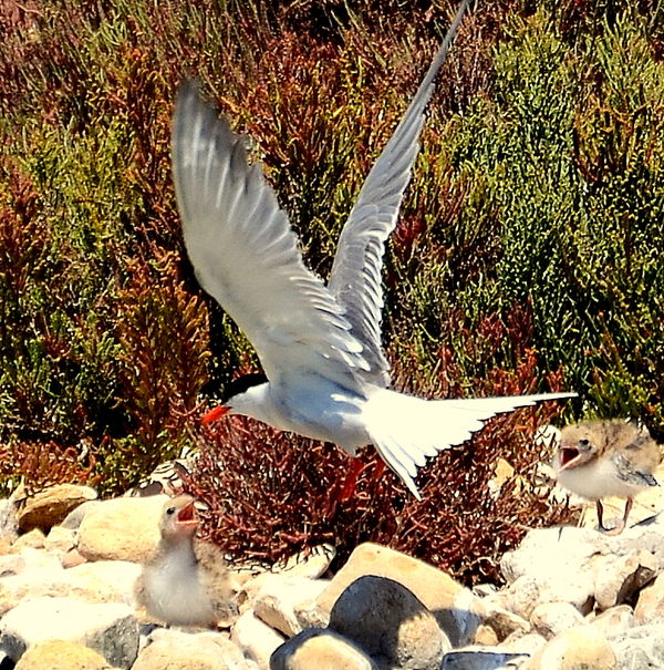 Common Tern feeding young...