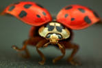 Take Off - this shot is of a ladybird just about t...