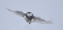 Snowy Owl, Biddeford, ME...