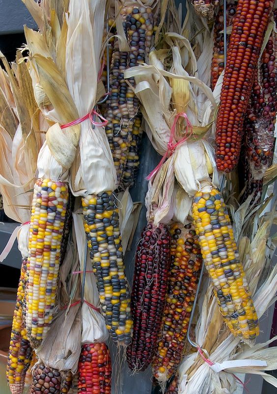 Indian Corn...