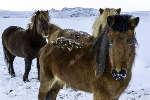 Iceland Horse...