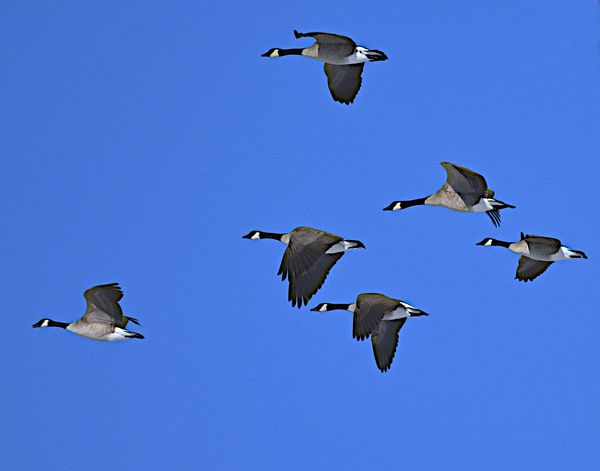 Canada geese getting into formation...