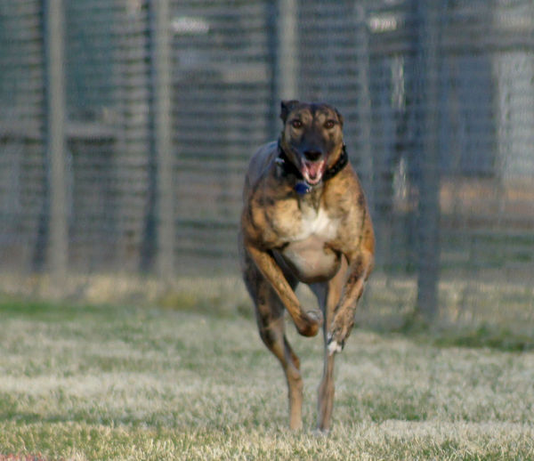 Greyhounds LOVE to run...