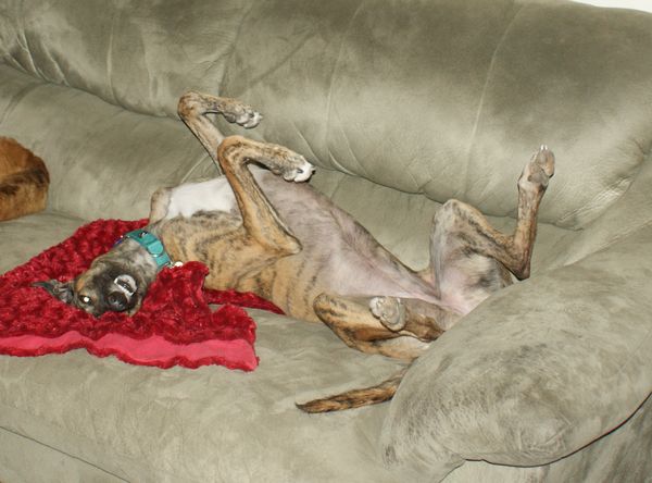Normal Greyhound activity...