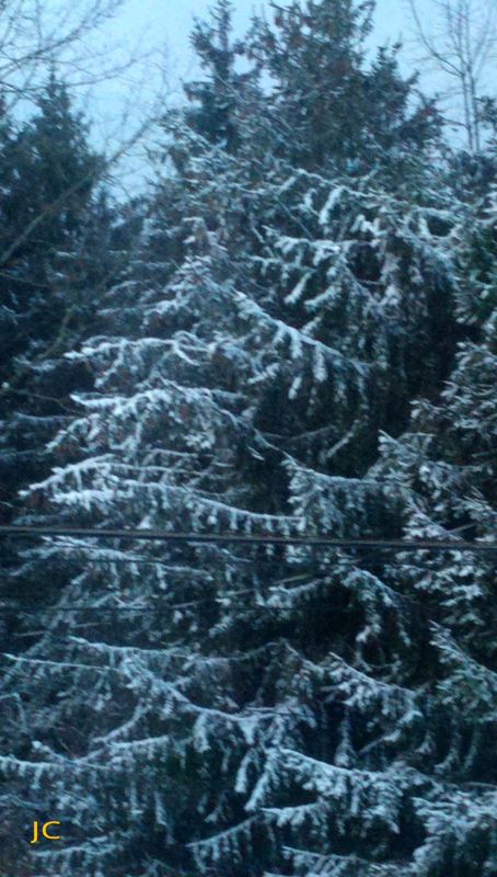 Snow on the evergreens...