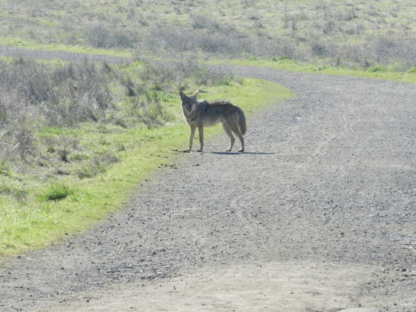 Big coyote in Briones Regional Park...