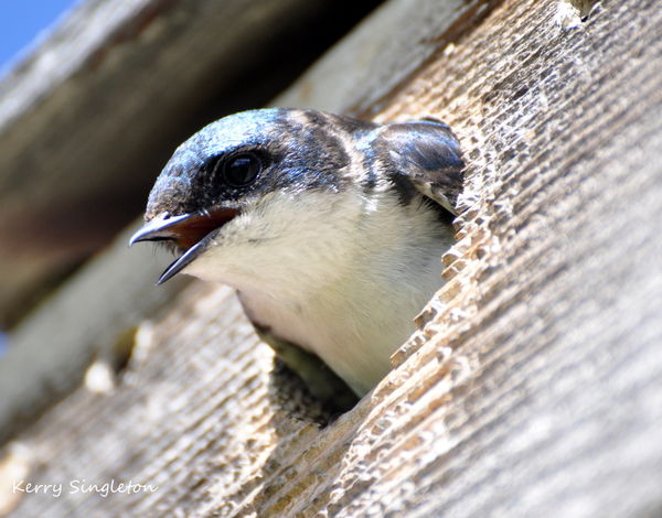 Wood Swallow...