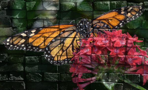 Back-Lighted Monarch butterfly with brickwall text...
