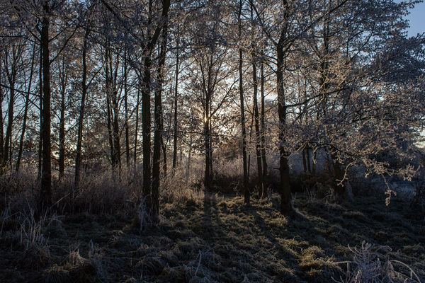 A frosty day in Abbey Fields, Kenilworth...