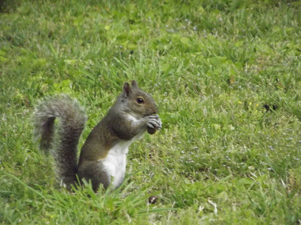 Nuts about squirrel...