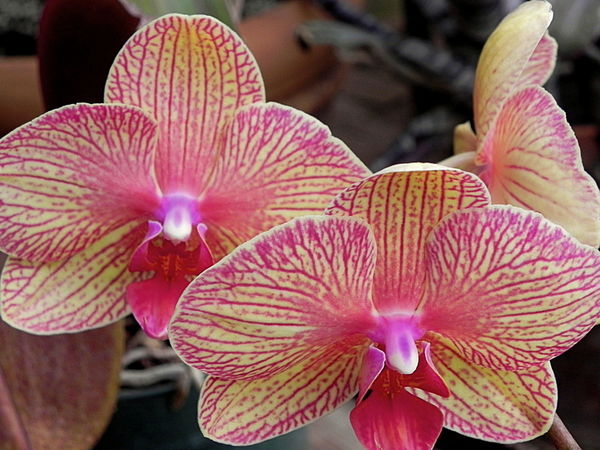 Orchid 133...