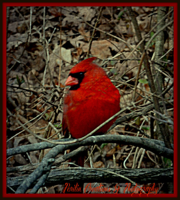 cardinal in tree...