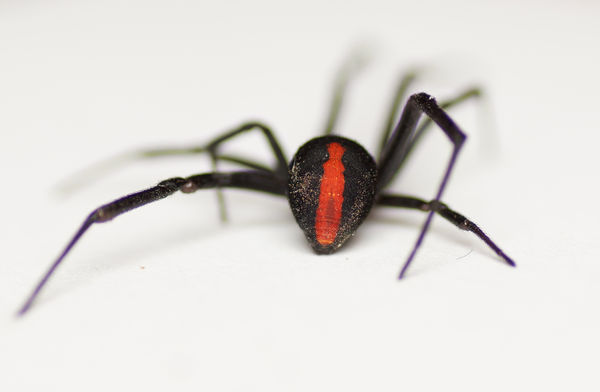 Red Back...