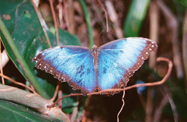 Blue Morphr butterfly...
