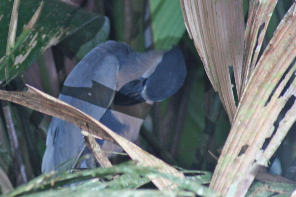 Boat billed Heron by Paul Trautt on our trip...