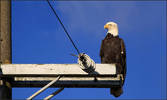 A Bald Eagle And The Rule Of Thirds...