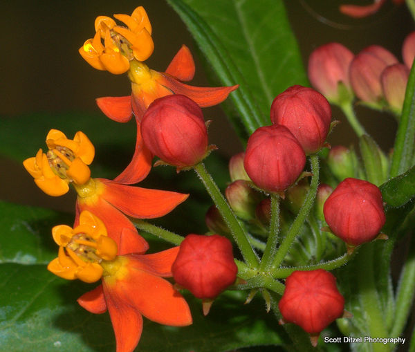 Butterfly Weed...