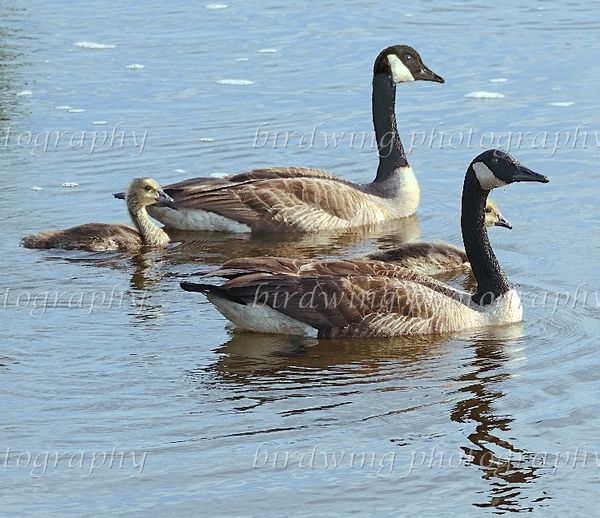 www.canadageesenewjersey.com/Canada  Geese Facts.h...