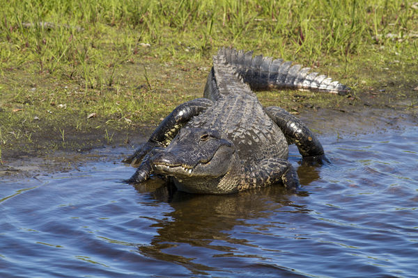 Big Gators...