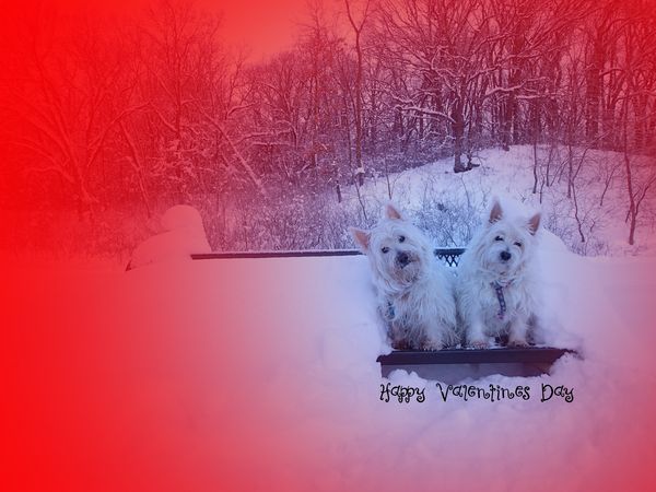 Happy Valentines Day From Kramer & Zoe...