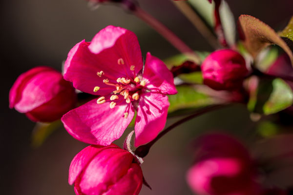 Japanese Flowering Quince...