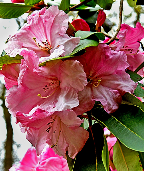 Rhododendron  flowers...