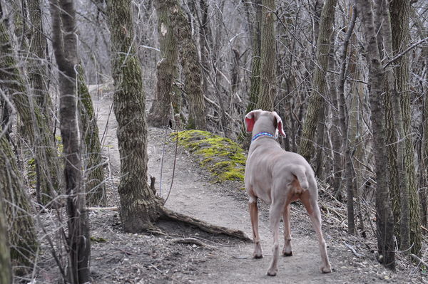 My weimaraner April at the woods....