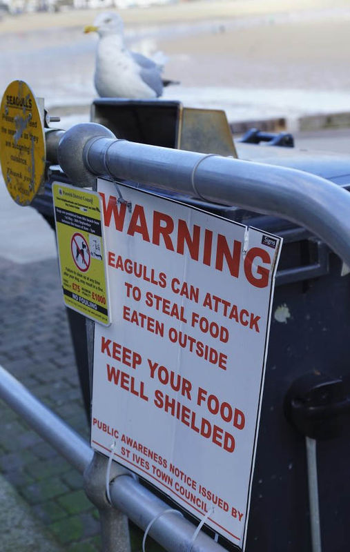 Seagull warning...