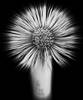 "blooming zooming" - this is a Coltsfoot flower wh...