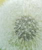 Fireworks.    This is the inside of a dandelion. I...