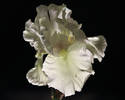 White Iris....